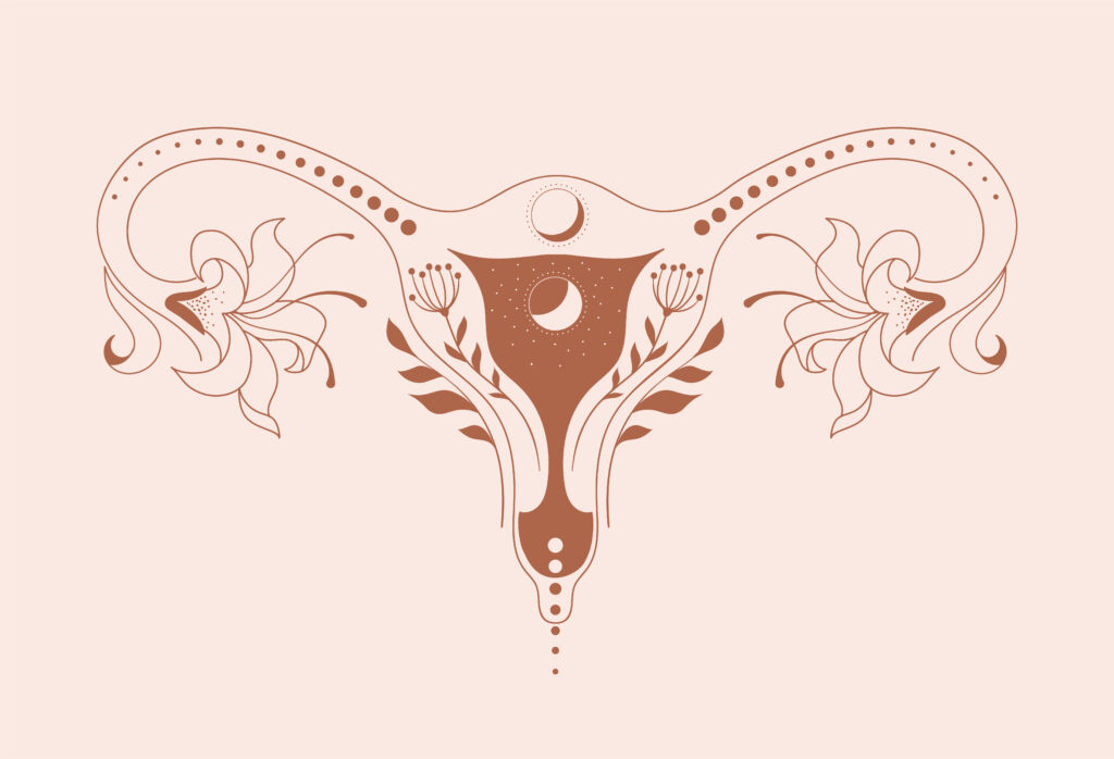 pelvic floor diagram | valencia physio can help you with pelvic floor recovery in Valencia, Spain